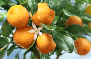Citrus extracts are often used by natural perfumers