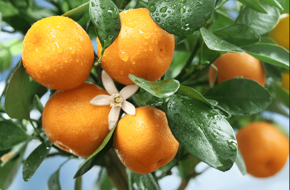 Citrus extracts are often used by natural perfumers