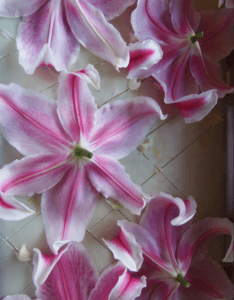 Lilies add a beautiful light floral scent to natural perfumes Lilies add a beautiful light floral scent to natural perfumes