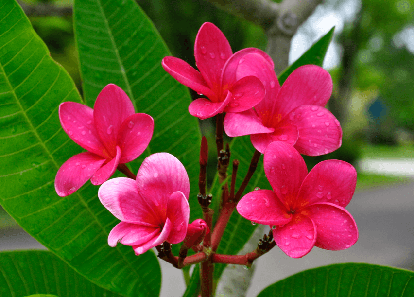 Plumeria (frangipani) is always a favorite among Certified Natural Perfumers