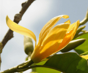Ylang Ylang Is commonly used by Certified Natural Perfumers Ylang Ylang Is commonly used by Certified Natural Perfumers